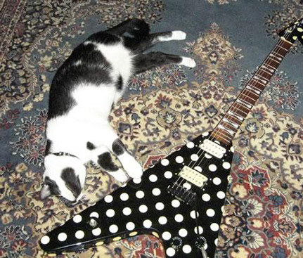 The author's Fernandes Polka Dot Flying V guitar with a polka dot patterned cat named Bandit