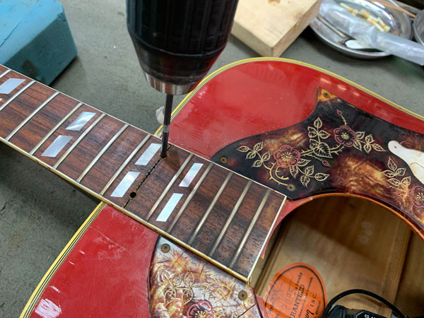 Carefully separating the Gibson Dove's neck from the body